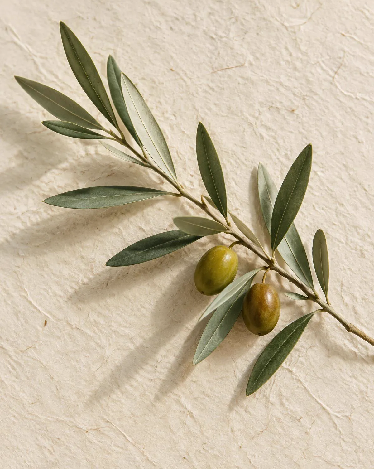 An olive branch resting on textured cream paper